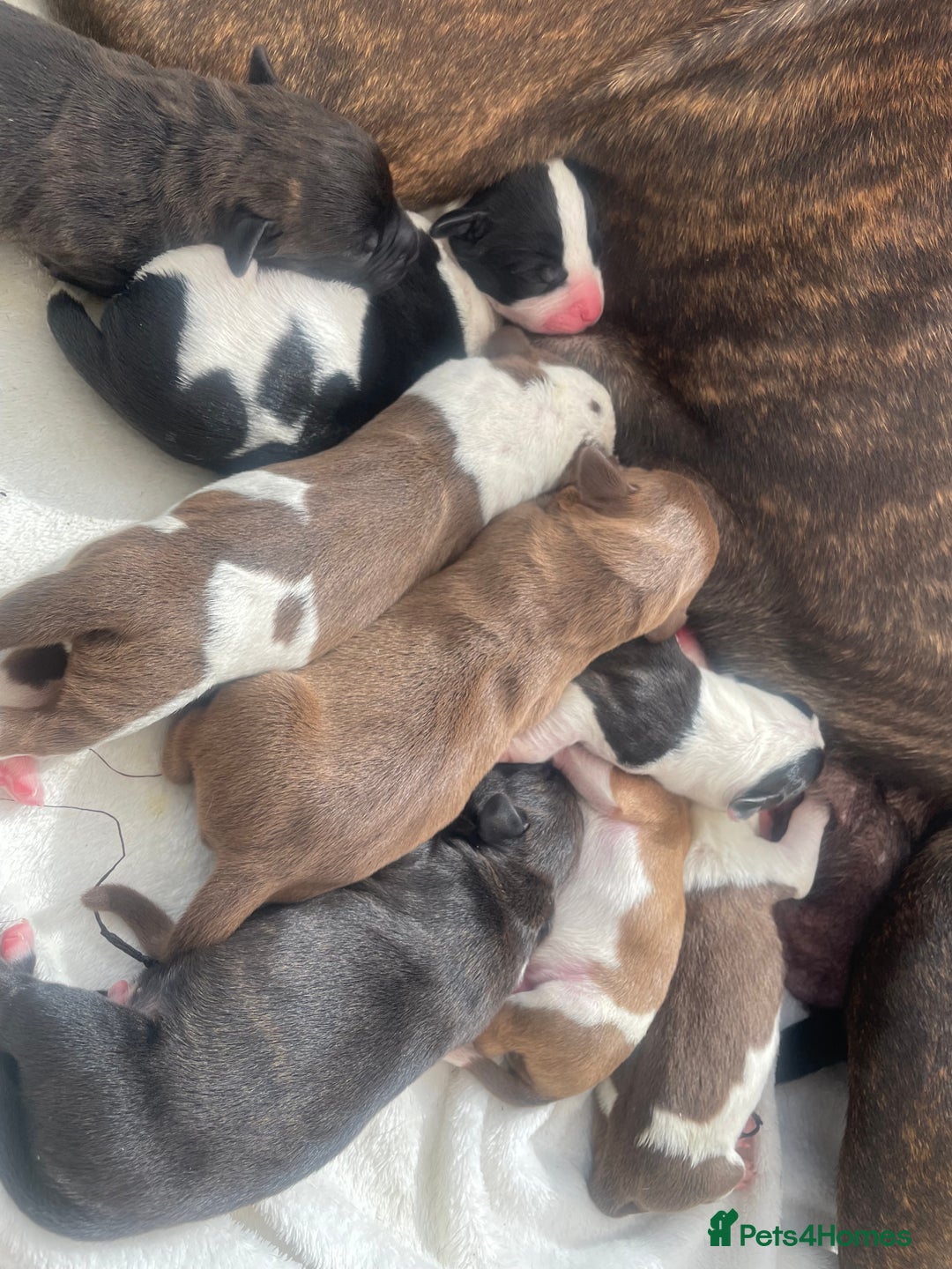 Mixed Breed dogs for sale: Cockerbull puppies  - Image 1