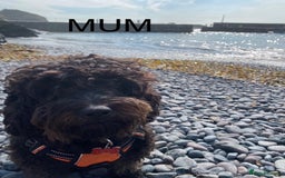 Mixed Breed dogs for sale: COCKERPOO X BEDLINGTON GIRL PUPPIES. - Advert 6