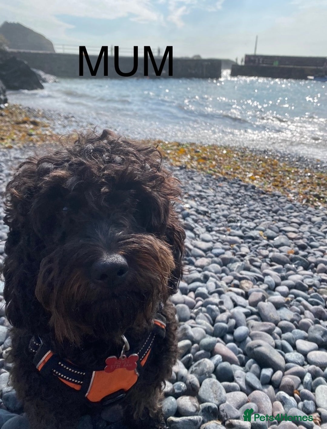 Mixed Breed dogs for sale: COCKERPOO X BEDLINGTON GIRL PUPPIES. - Advert 6