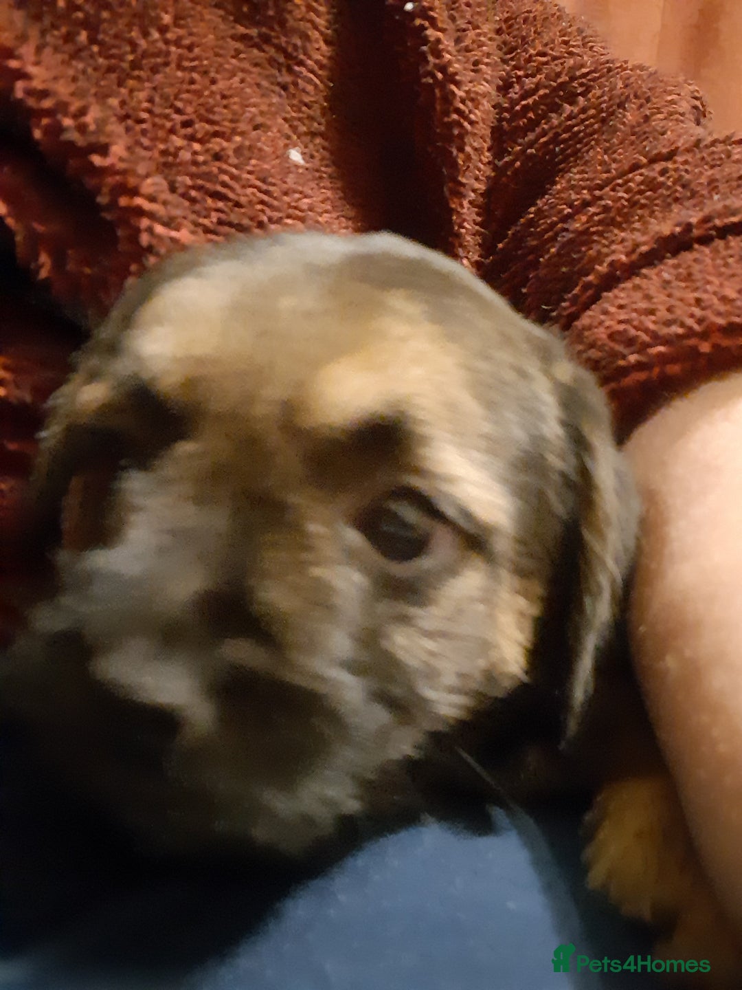 Border Terrier dogs for sale: KC registered Border terrier pups - Advert 3