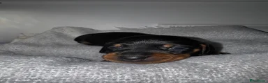 Dachshund Puppy 2