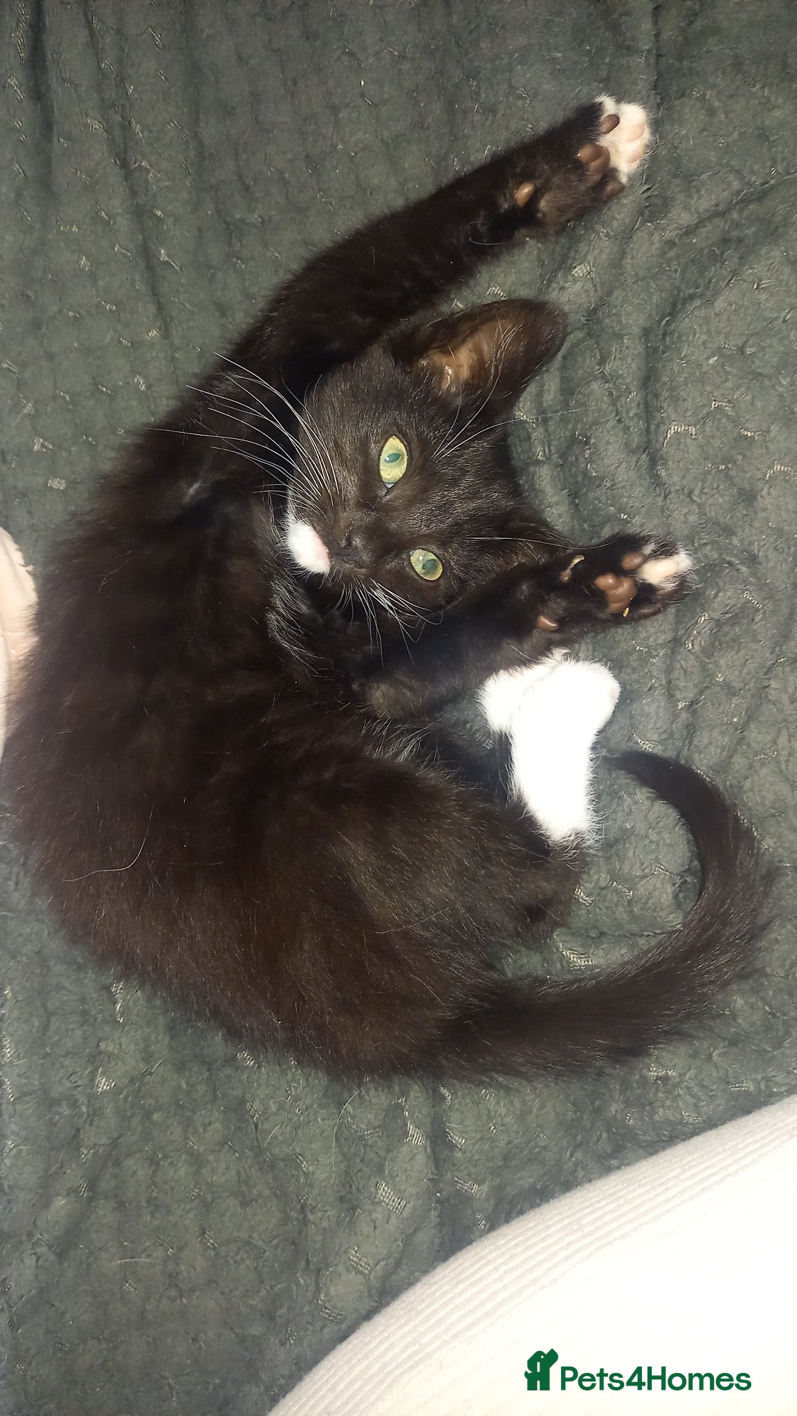 Mixed Breed cats Beautiful male kitten 13 weeks old - Advert 2