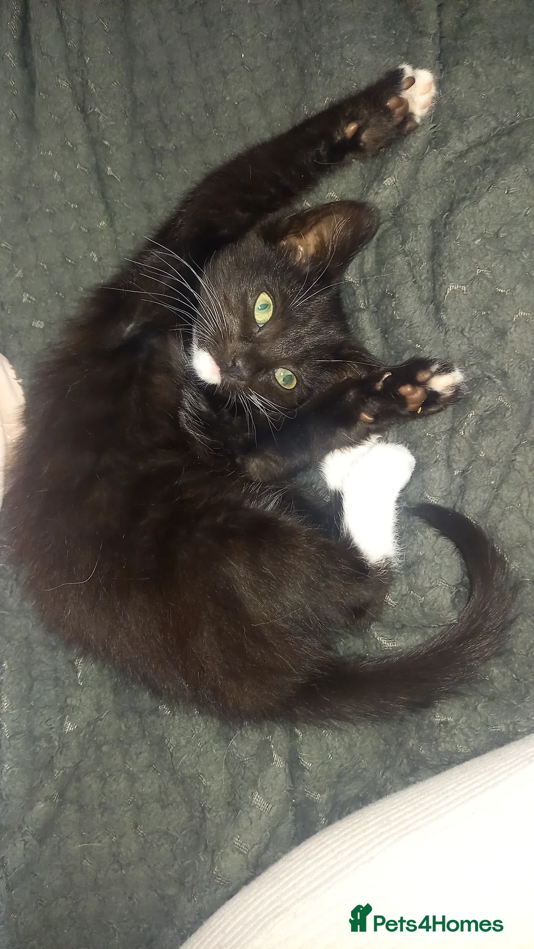 Mixed Breed cats for sale: Beautiful male kitten 13 weeks old in Norwich - Advert 1
