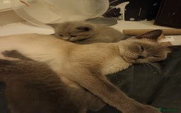 British Shorthair cats for sale: British shorthair kittens - Image 5