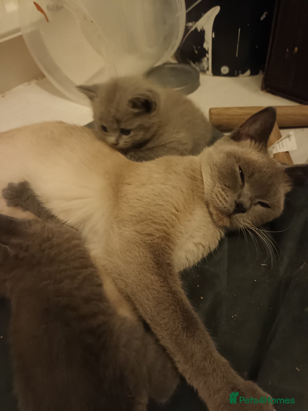 British Shorthair cats for sale: British shorthair kittens - Image 5