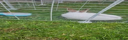 Mixed Breed rabbits for sale: They are mix Rex and Dutch  - Advert 5