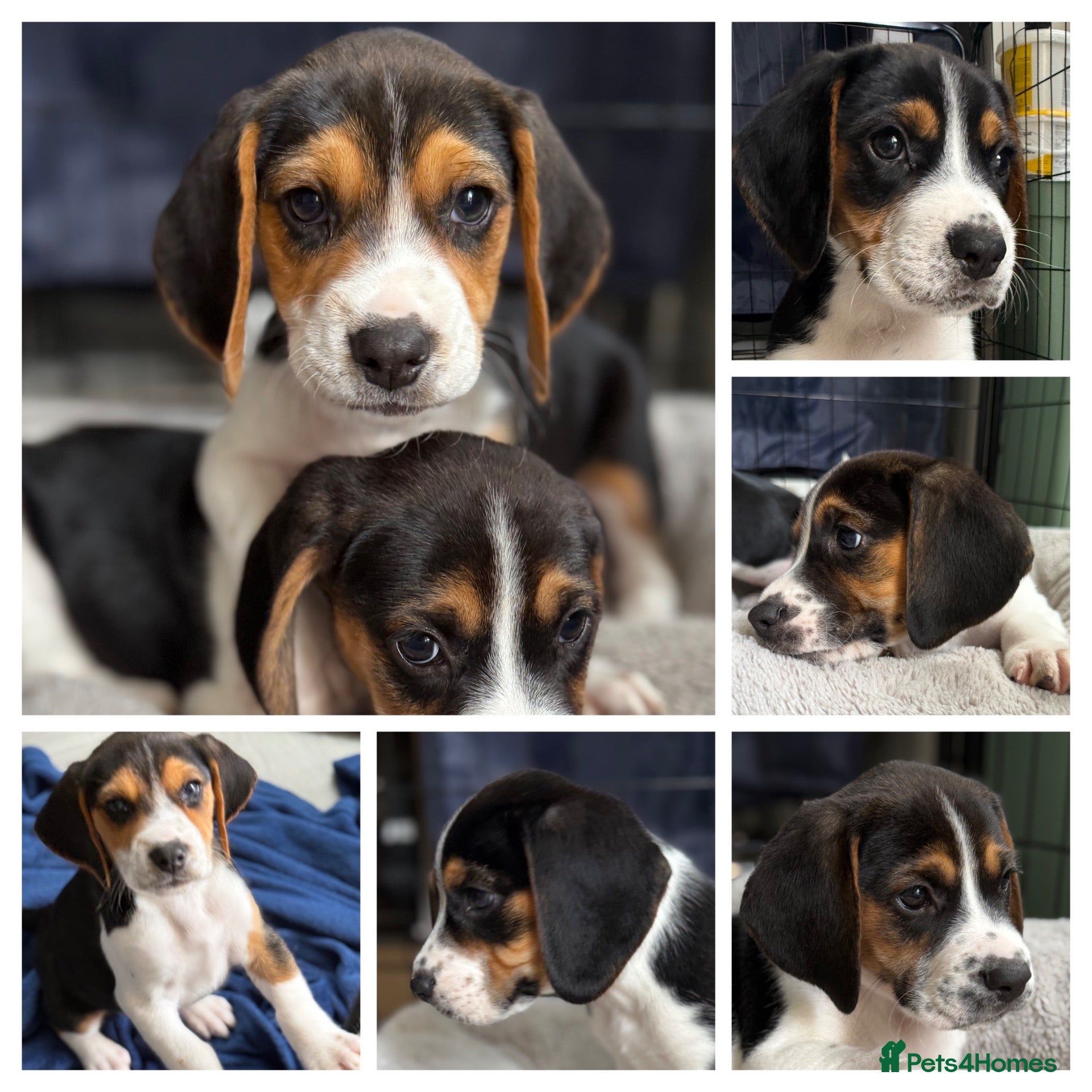 Beagle dogs for sale: Beautiful Beagle Boys  - Advert 1