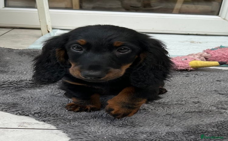 Dachshund dogs - Advert 1