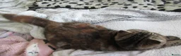 Exotic cats for sale: Beautiful Exotic female kittens Ready Now - Advert 9
