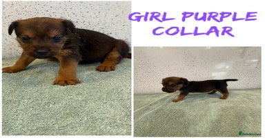 Lakeland Terrier dogs - Advert 6