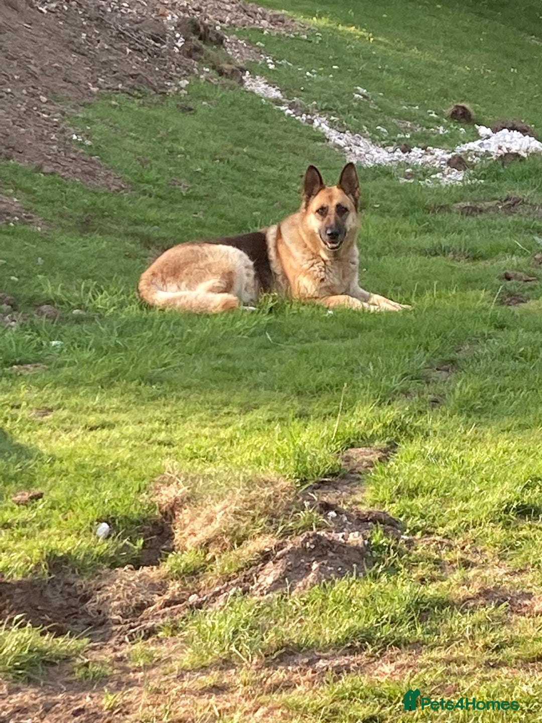 German Shepherd dogs for sale: 💖 Loyal Female German Shepherd For sale  - Image 4