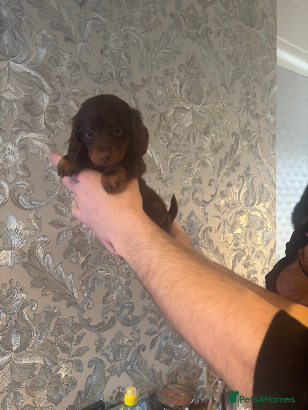Dachshund dogs for sale: Miniature longhair dachshund puppies kc reg - Advert 14