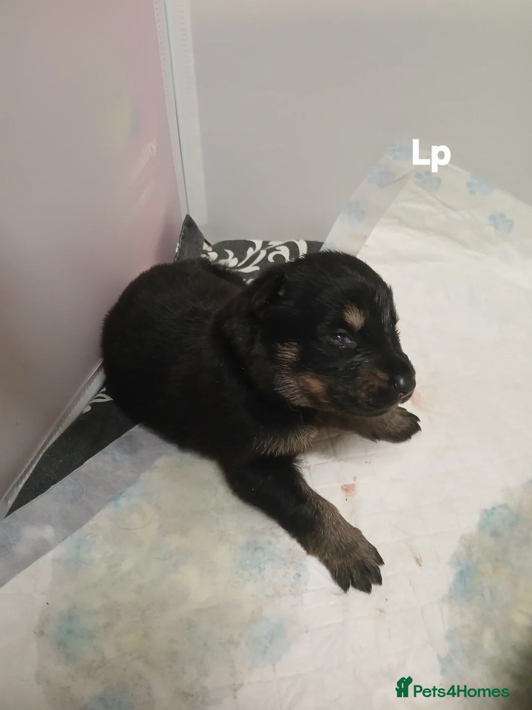 German Shepherd dogs for sale: German shepards  - Advert 7