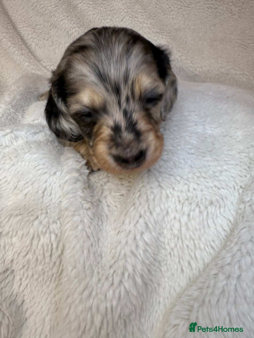 Miniature Dachshund dogs for sale: LONG HAIRED MINI DACSHUND  - Advert 8