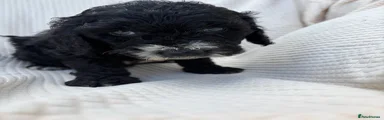 Cockapoo 3