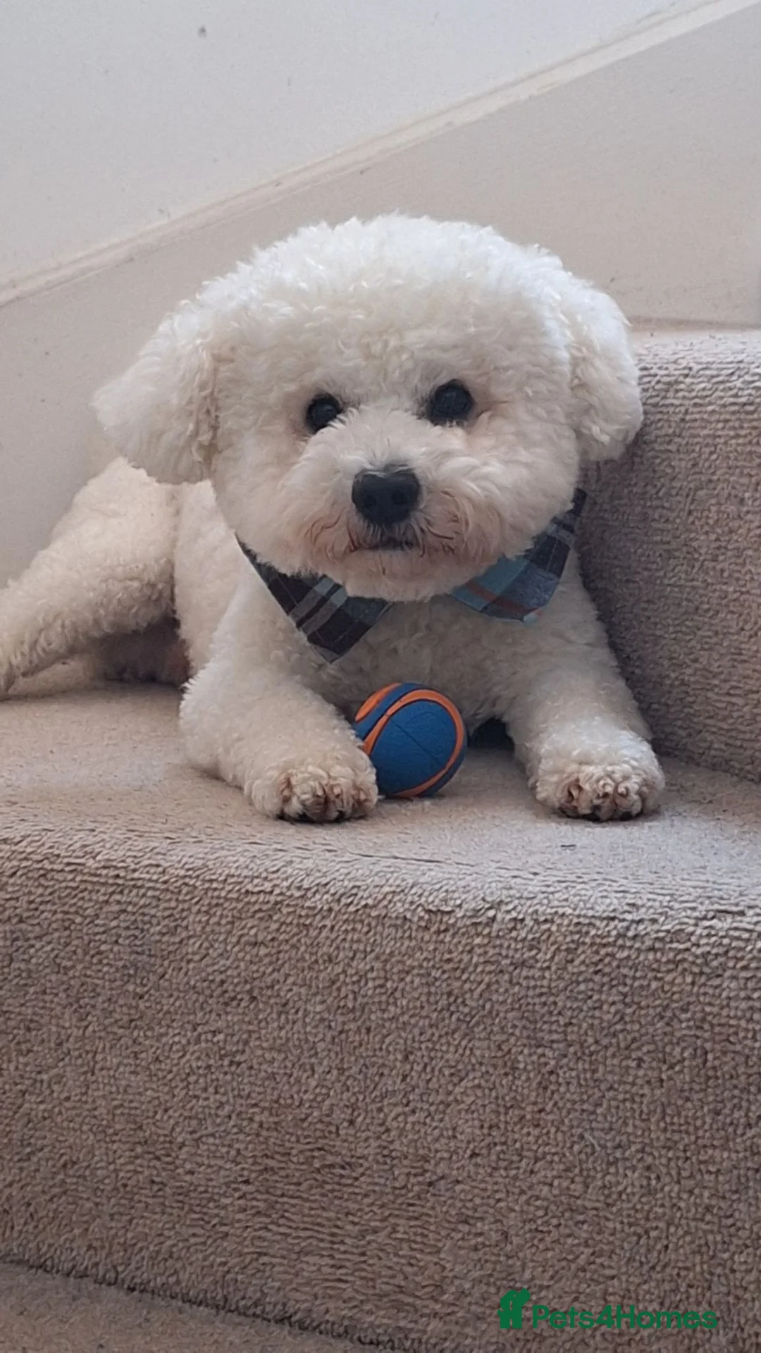 Bichon Frise dogs for stud: KC Registered Bichon Frise, new for stud in Swindon - Advert 1