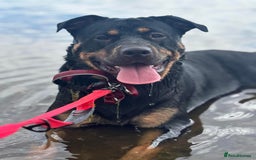 Mixed Breed dogs for sale: Nova Rottweiler/Gsd  - Image 2