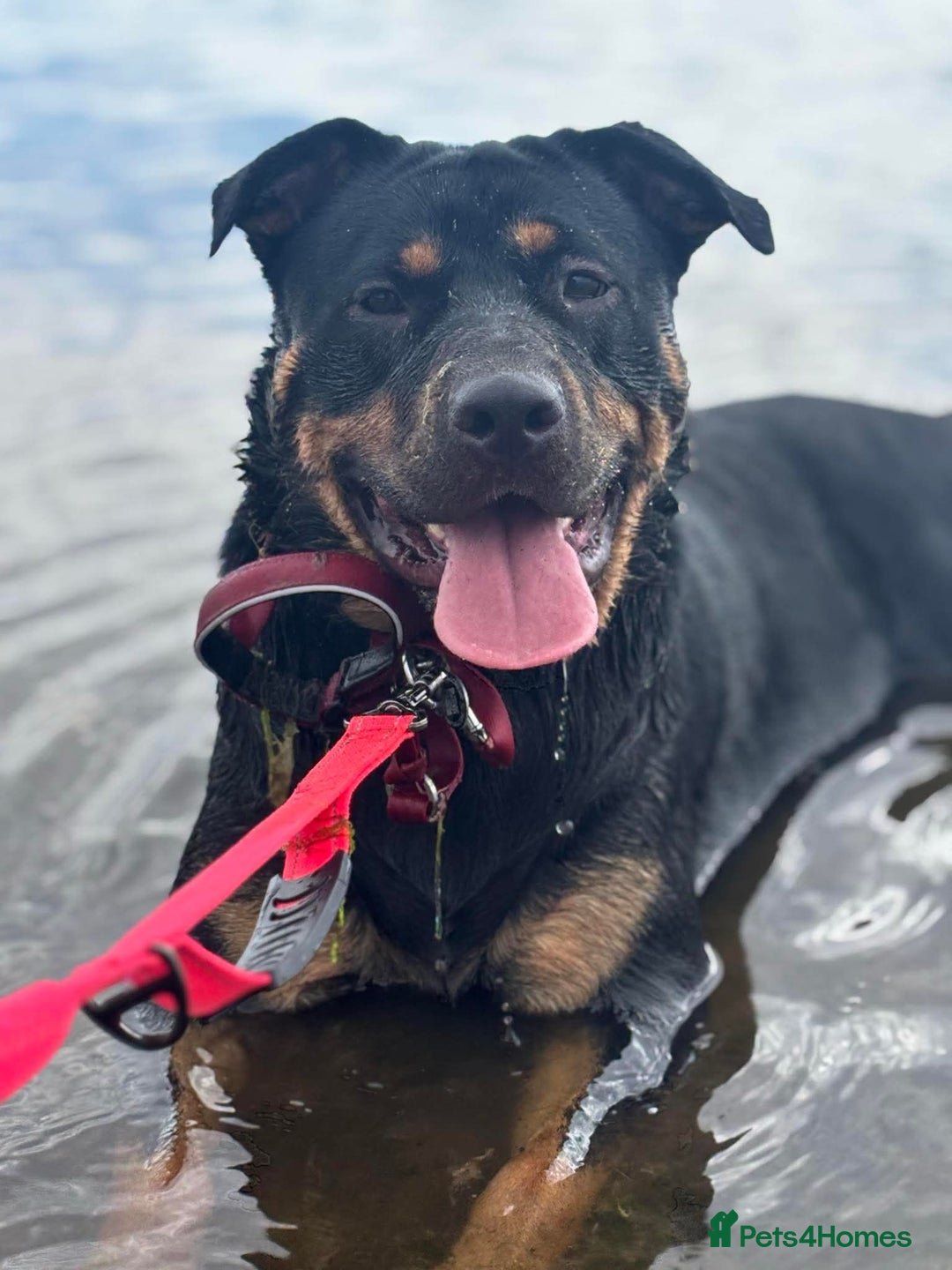 Mixed Breed dogs for sale: Nova Rottweiler/Gsd  - Image 2