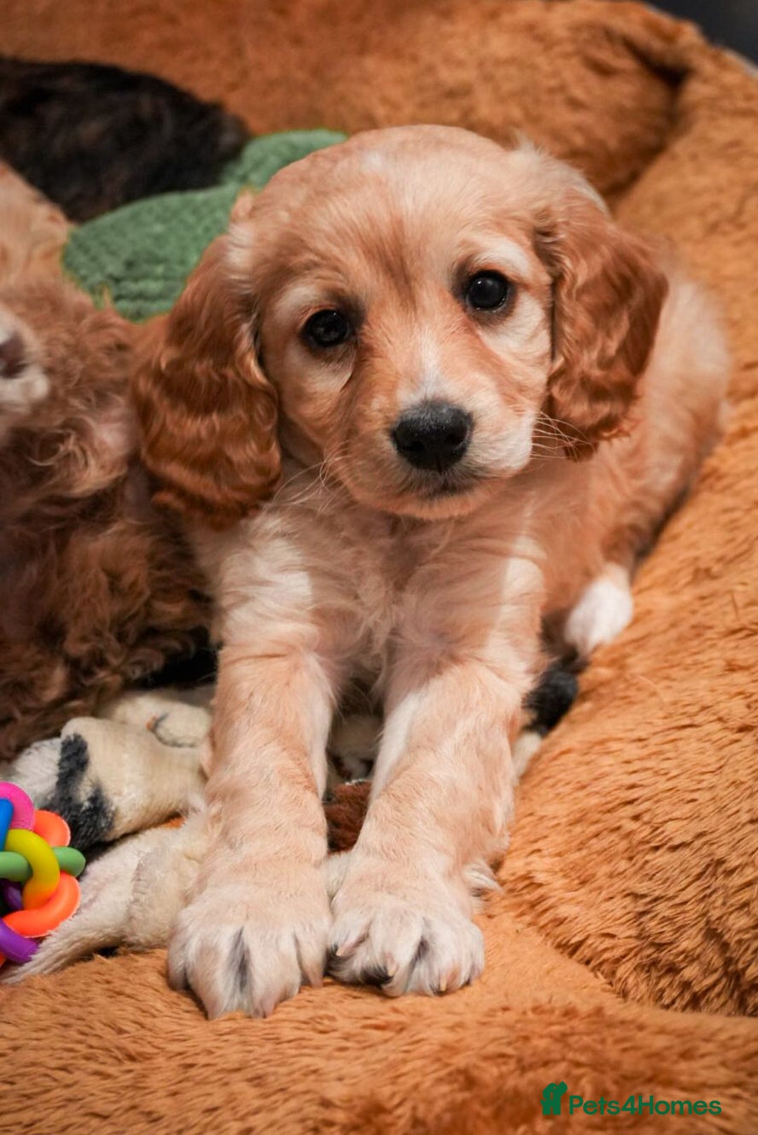 Cockapoo dogs for sale: Beautiful litter of cockerpoo puppies  - Advert 18