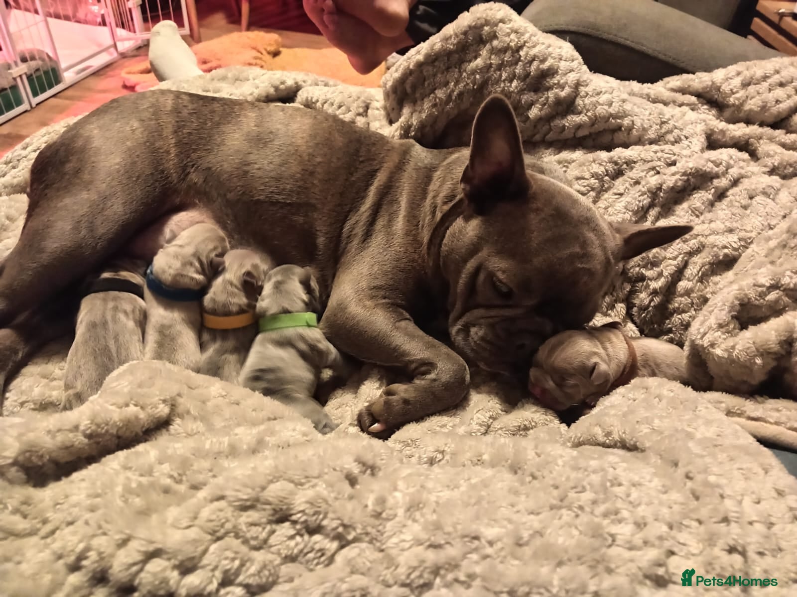 French Bulldog dogs Chunky Frenchie puppies - Advert 2