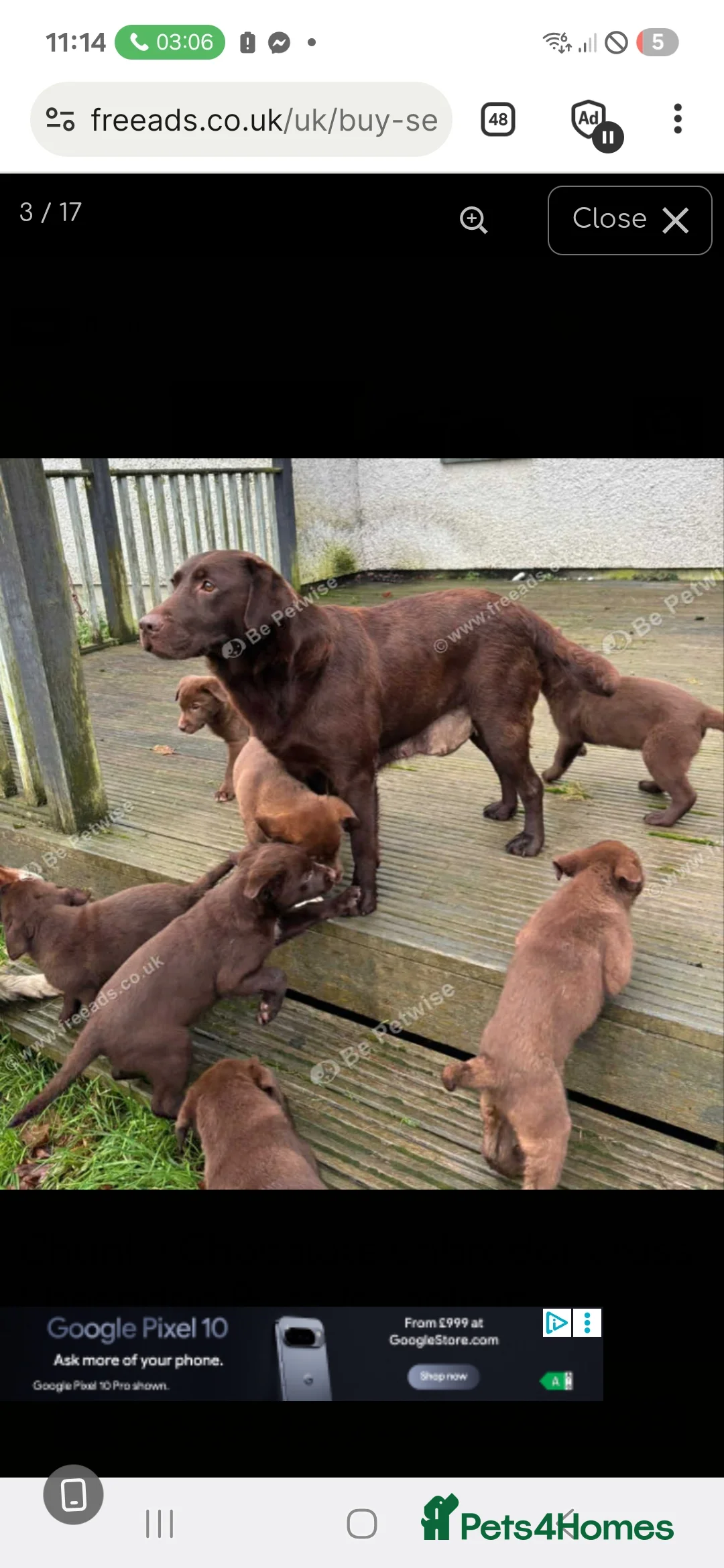 Mixed Breed dogs for sale: Dog for rehoming in New Malden - Advert 2