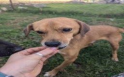 Mixed Breed dogs for adoption: Michael for adoption - Image 10