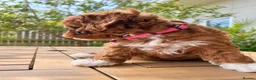 Toy Poodle dogs for sale: Fantastic Toy poodle puppies Available  in Nottingham - Advert 13