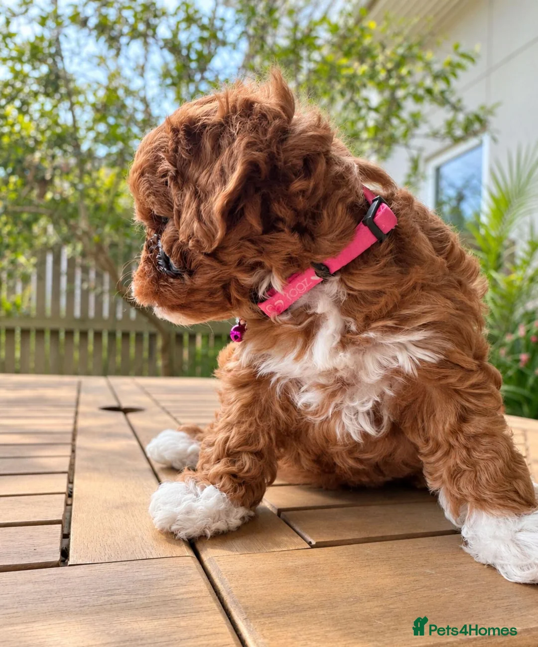 Toy Poodle dogs for sale: Fantastic Toy poodle puppies Available  in Nottingham - Advert 13