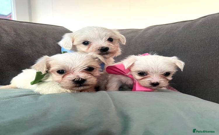 Maltese dogs - Advert 1