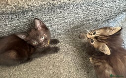 Mixed Breed cats for sale: Friendly and playful kittens  - Image 11