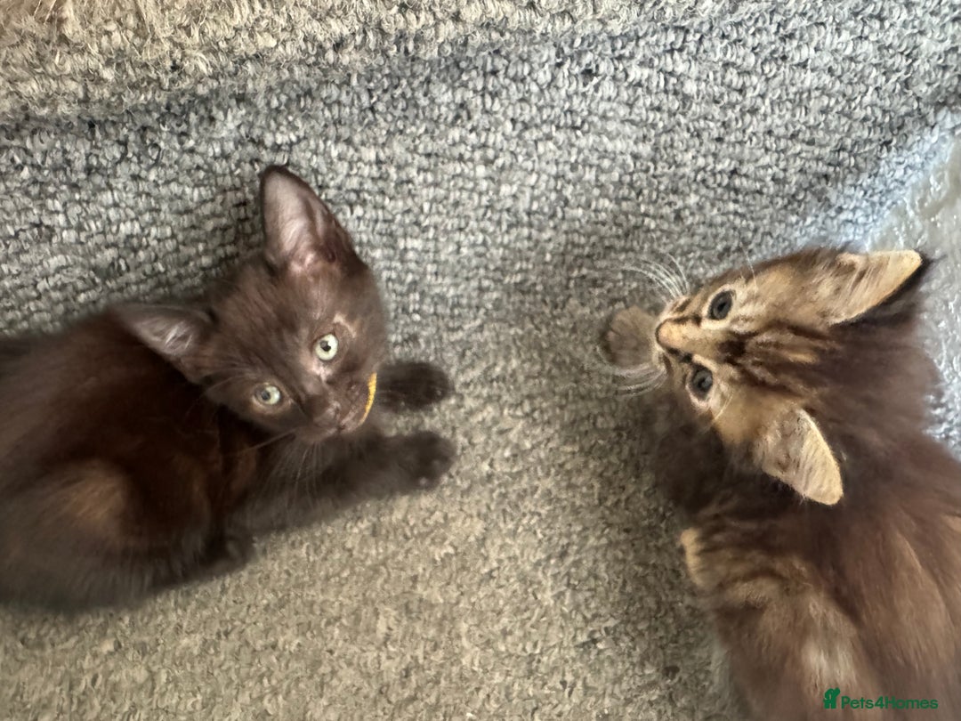 Mixed Breed cats for sale: Friendly and playful kittens  - Image 11