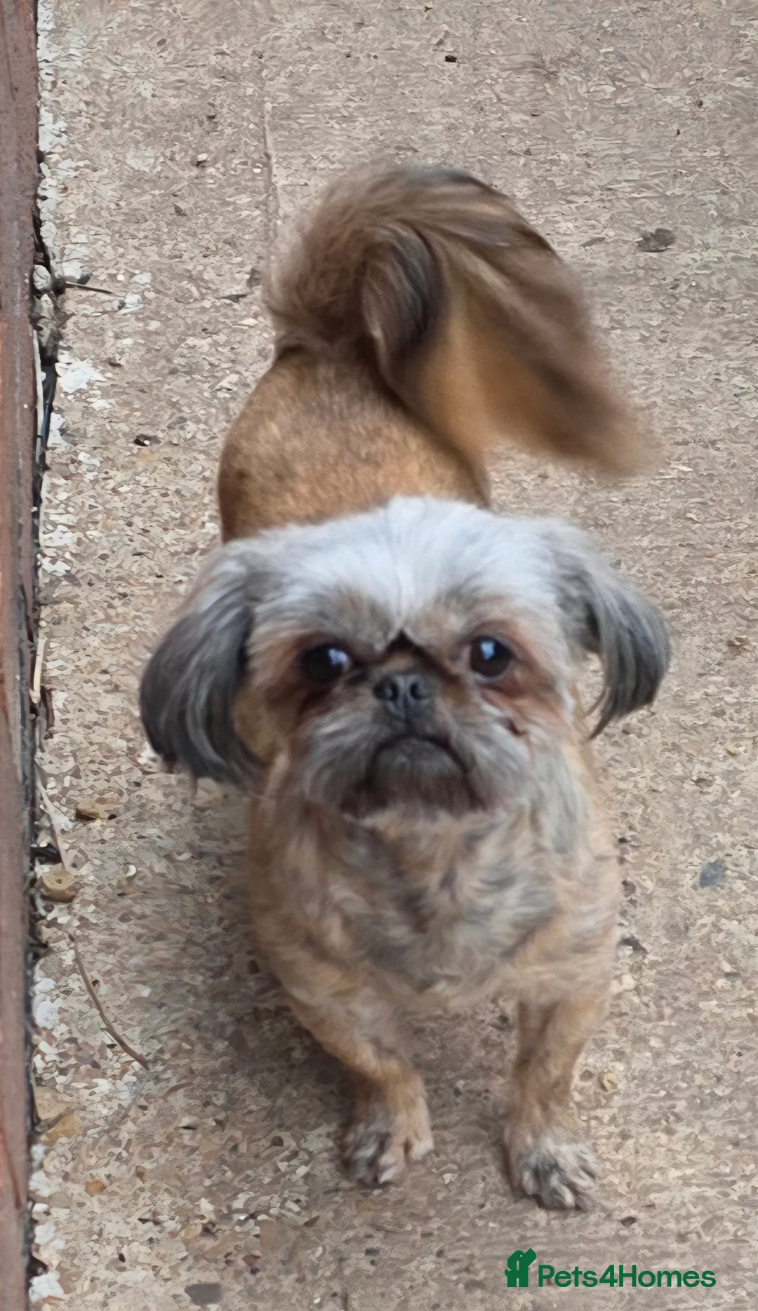 Shih Tzu dogs for stud: Proven kc rare brindle tiny imperial stud dog - Advert 2