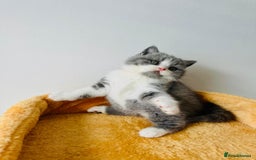 British Shorthair cats for sale: 🐻 STUNNING GIRL GCCF REGISTERED REDUCED LAST 1 🐻 - Image 9