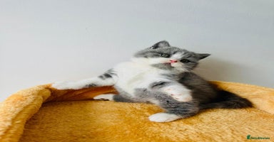 British Shorthair cats - Advert 6