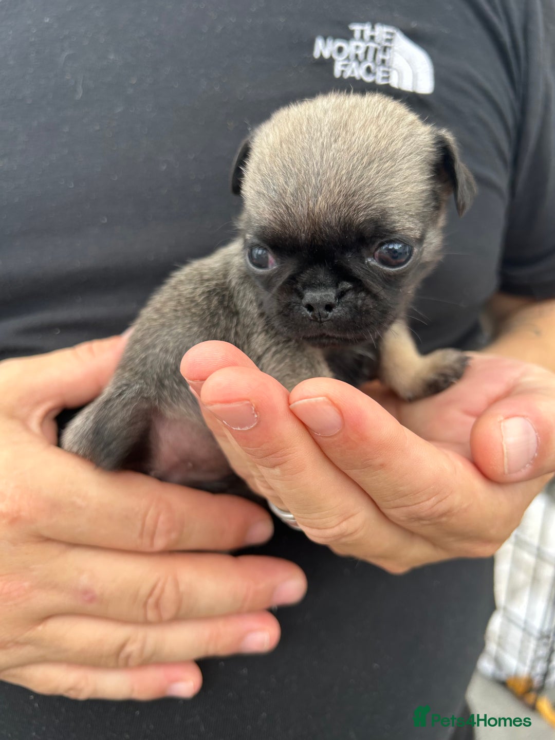 Pug dogs for sale: Fluffy Pug puppies  - Image 10
