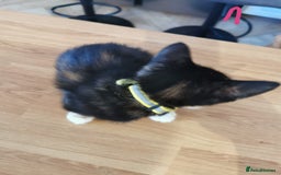 Mixed Breed cats for sale: Beautiful kittens ready now - Image 29