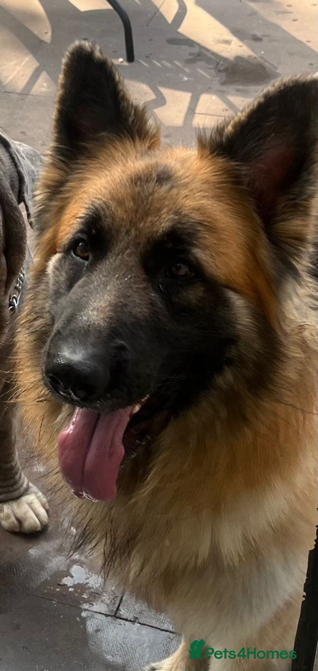 German Shepherd dogs for sale: Big bouncy GSD - Image 3