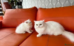 Scottish Fold cats for sale: Pure white Scottish straight - Image 2