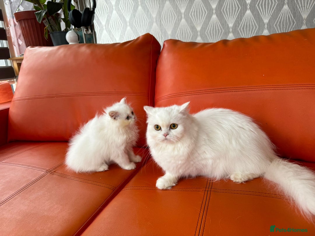 Scottish Fold cats for sale: Pure white Scottish straight - Image 2