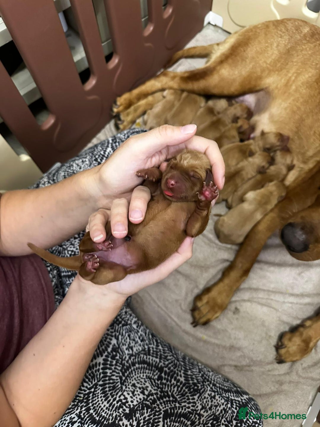 Labrador Retriever dogs for sale: KC Registered Labrador Puppies - Call  **  - Image 8