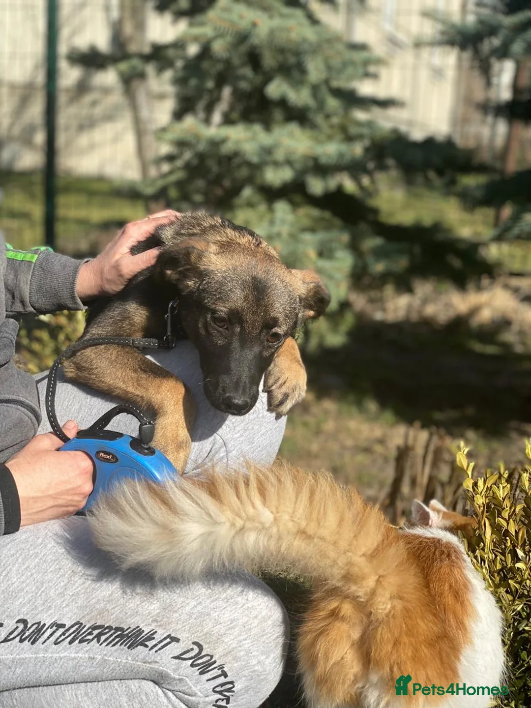 Mixed Breed dogs for adoption: ❤️🐶 KUBA – THE GIRL WHO LISTENS, LEARNS AND LOVES in Burton-on-Trent - Advert 18