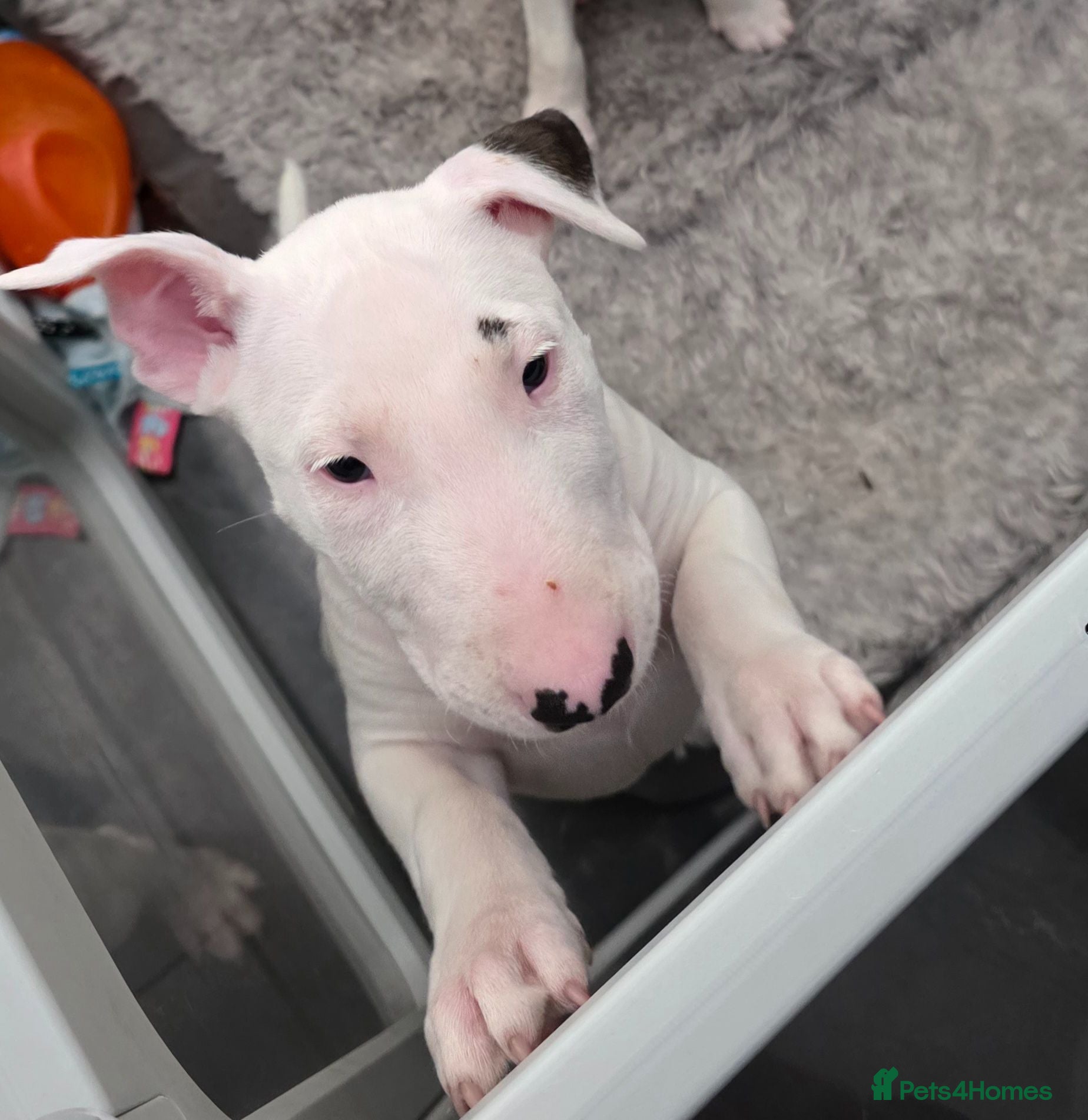 English Bull Terrier dogs Last boy KC English bullterrier puppies available  - Advert 2