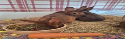 Belgian Hares rabbits for sale: Pure Belgian Hare babies for sale - Advert 5