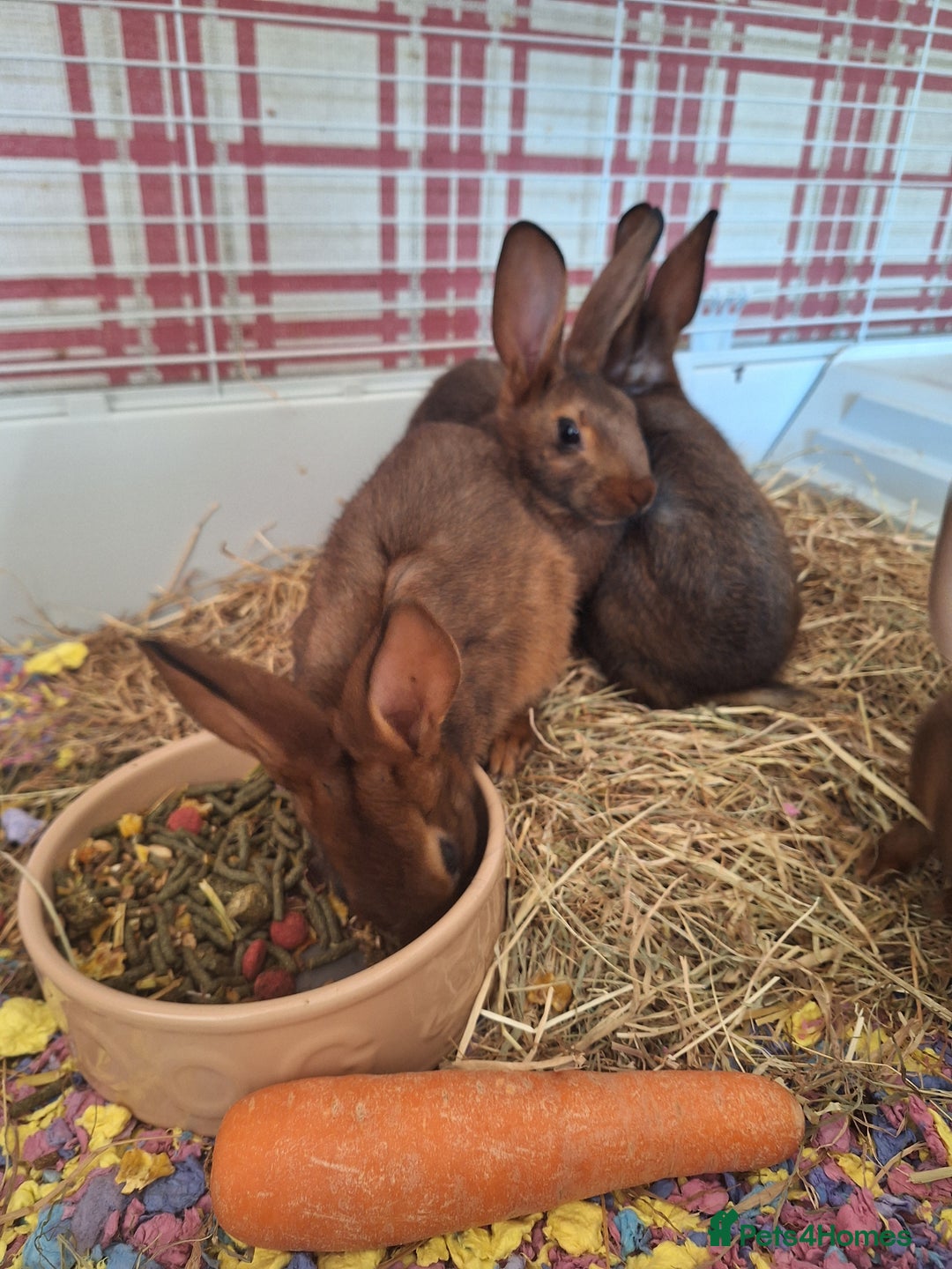 Belgian Hares rabbits for sale: Pure Belgian Hare babies for sale - Advert 5