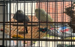 Budgerigars birds for sale: Budgies for sale  - Image 10