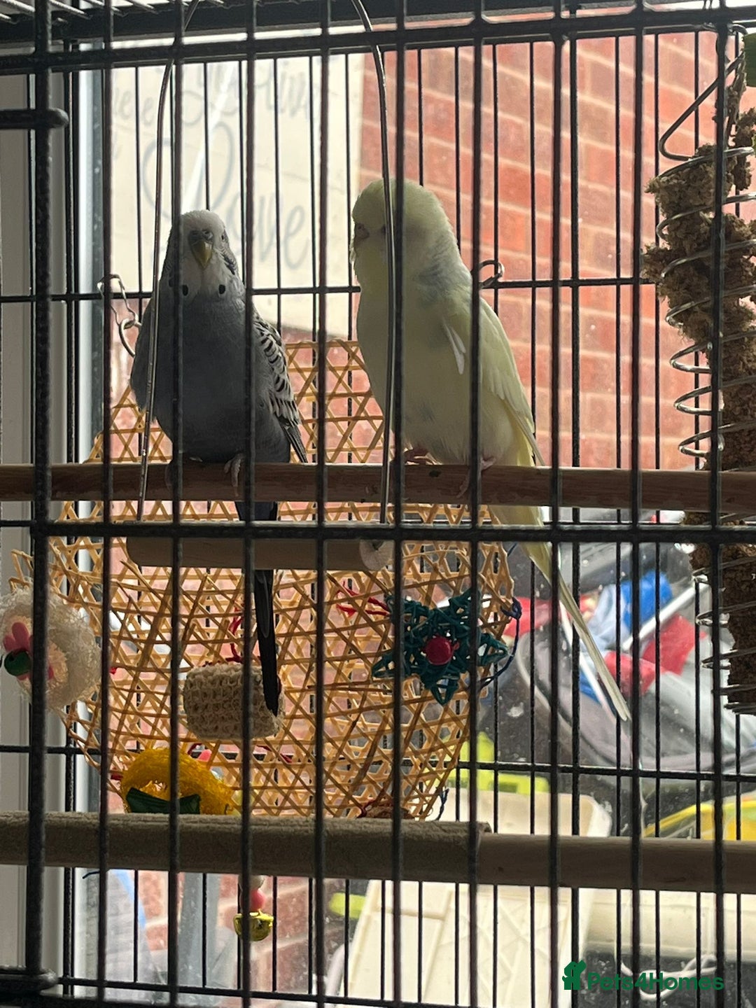 Budgerigars birds for sale: Budgies for sale  - Image 10