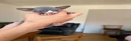 Sphynx cats for sale: Unusual Sphinx’s kittens  - Advert 8