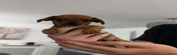 Chiweenie dogs for sale: 4 Gorgeous Chiwennie puppies - Advert 18