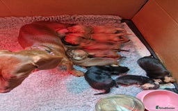 Miniature Dachshund dogs for sale: Miniature dachshunds  - Image 7