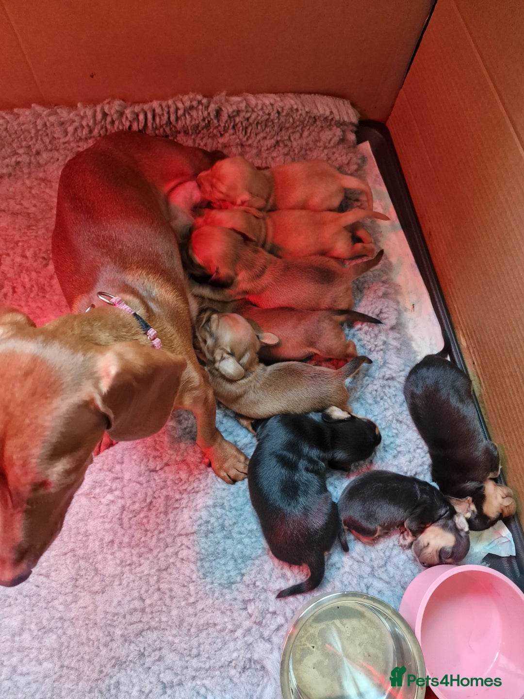 Miniature Dachshund dogs for sale: Miniature dachshunds  - Image 7